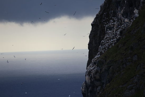 Das Geschrei der Möwen an den Felsen war schon von Weitem zu hören