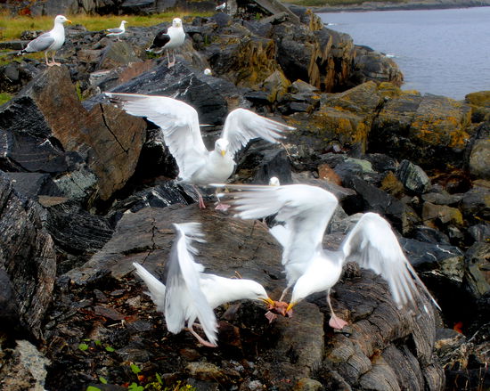 Möwen zanken sich um die Fischabfälle