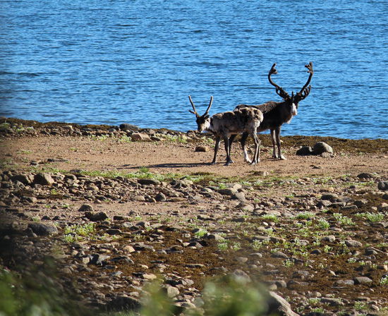 Erste Rentiere sahen wir schon in Schweden