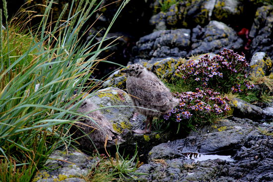 Es ist schon erstaunlich, wie gut getarnt sich diese beiden Möwenjungen direkt vor unserem Schlafplatz bei den Felsen versteckten.