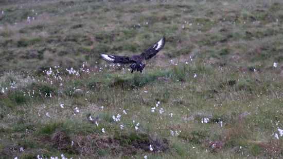 Hier sieht man die große Raubmöwe beim Anflug.....