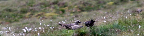 .... und hier die ganze Familie