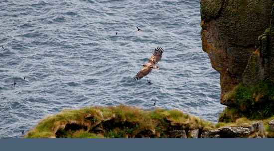 Und natürlich tauchten auch wieder Seeadler auf