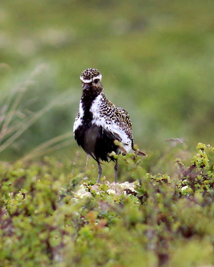 Für mich war das ein Vogel, für meinen Mann ein Goldregenpfeifer im Brutkleid.