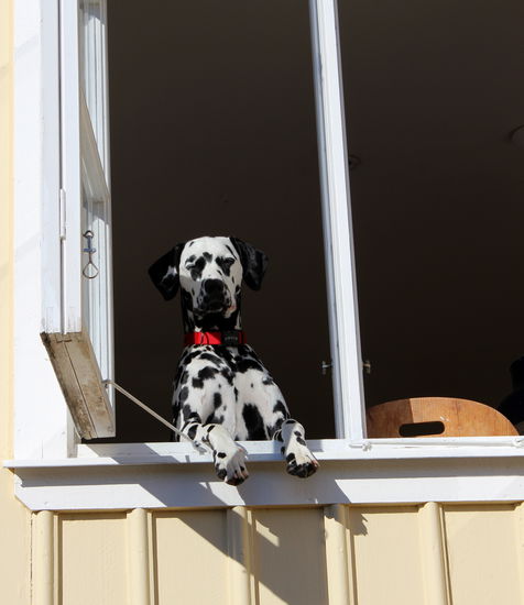 Auch hier auf der schwedischen Halbinsel ORUST mangelte es nicht an guten Fotomotiven.
Dann ging es weiter nach Kopenhagen zu unserer Kleinsten und am nächsten Tag über einen kleinen Abstecher zu unserer ältesten Tochter und unserem Enkelkind in Kassel wieder nach Hause. Es war eine schöne Zeit, zu kurz natürlich. Norwegen ist ein tolles Land, aber wir hatten uns viel zu viel vorgenommen. Das Wetter hätte besser sein können, wir hatten zu wenig Zeit. 4 Wochen sind für eine solche Tour zu wenig. Mal sehen..... vielleicht schaffen wir es noch einmal in diesem Leben in dieses tolle Land zu reisen, dann aber länger. Was ich empfinde, wenn ich heute zurückblicke? ........Dankbarkeit! Dankbarkeit, weil ich dieses schöne Land ungezwungen und frei in all seiner Schönheit erleben durfte, und mir auf unserer immerhin 8000 km langen Reise nur nette und hilfsbereite Menschen begegnet sind. Mein Mann und ich haben viele Eindrücke gesammelt und ich konnte  traumhafte Bilder machen. Die schönsten aber sind in unseren Herzen, für immer!