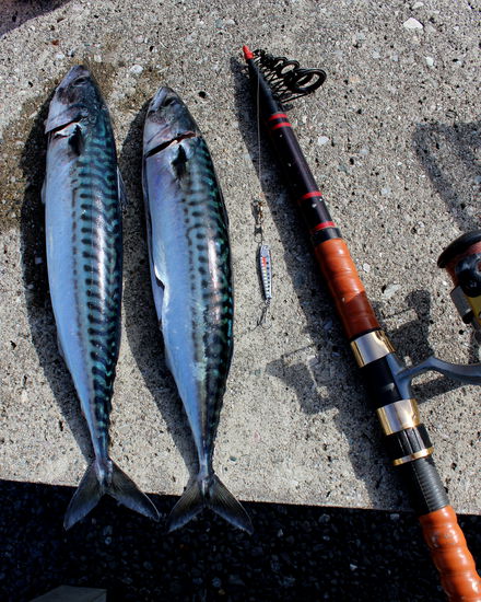 Und ganz schnell während einer Pause geangelt: zwei schöne Makrelen.