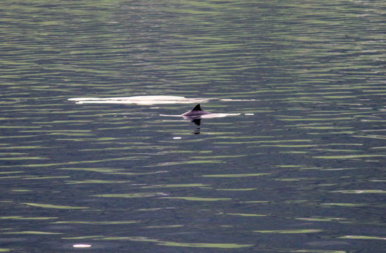 Gerade noch rechtzeitig erwischte ich die Rückenflosse des Schweinswales.