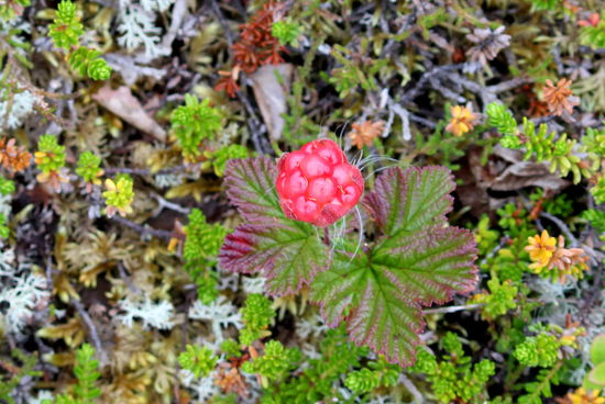 Die Moltebeeere, noch nicht ganz reif.