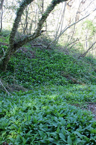 Ein Bärlauchfeld auf dem Weg zum Strand. Auf dem Rückweg haben wir gerne davon ein wenig mitgenommen.