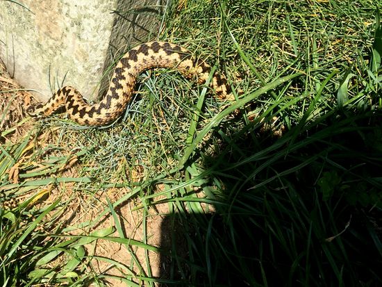 Die Kreuzotter von Etretat
