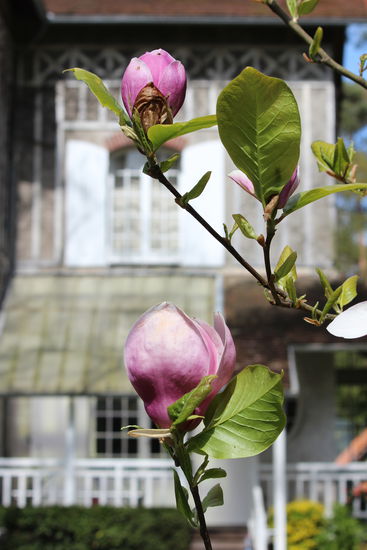 Im Garten blühten nicht nur die Magnolien.