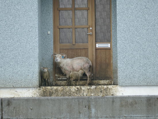 Ländliche Idylle auf dem Weg in die Westfjorde