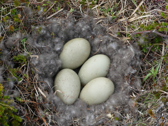 Aufpassen! Nicht stören! Schnell ein Bild und nichts wie weg!