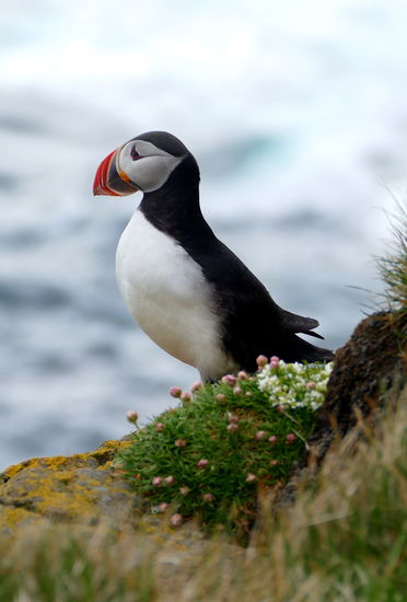 Die niedlichen Puffins auf dem Vogelfelsen