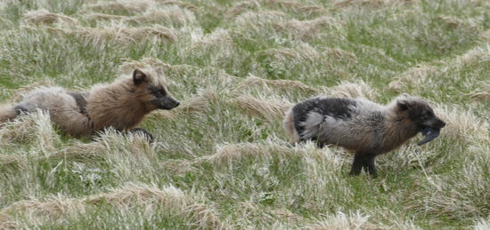 Polarfüchse rannten mit ihrer Beute davon.