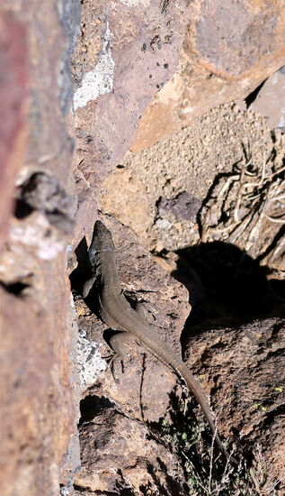 Ein typisches Bild auf La Palma: Der Gecko