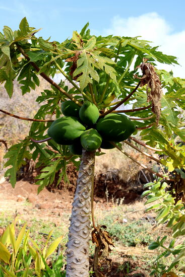 Das werden einmal saftige Papayas