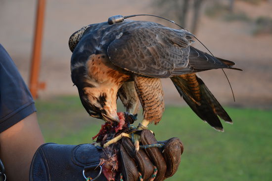 Jeder der Falken hatte einen GPS Sender auf dem Rücken, für den Fall, dass sie mal abhauen...