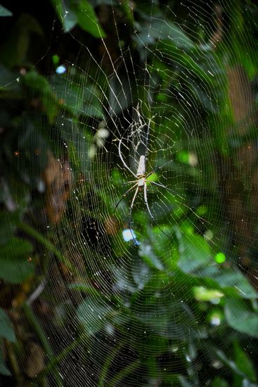 Neben den Elefanten waren Spinnen die größten Tiere hier 