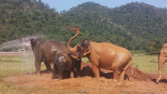 Ein ausgiebiges Schlammbad muss auch mal sein...