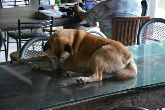 Hunde auf den Tischen sind hier ganz normal 