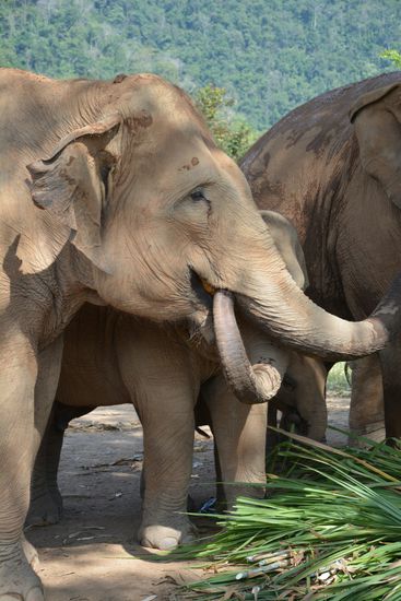 Mal schauen, vllt findet sich ja im Maul der Nanny etwas leckeres... 