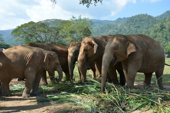 Eine der Herden beim Fressen