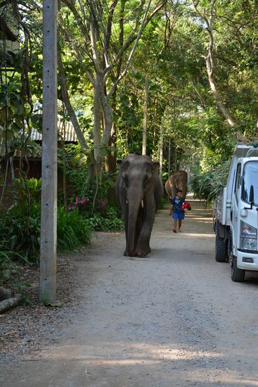 Auch zwischen den Unterkünften kann man schonmal einem Elefanten begegnen 