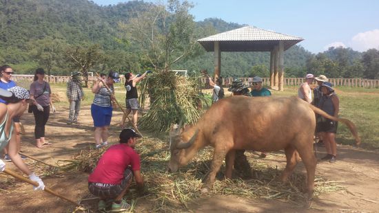 Ein Wasserbüffel, der das trockene Gras lieber fressen wollte, als es uns wegräumen zu lassen