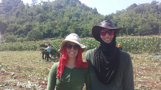 Bei der Maisernte, gut geschützt vor der Sonne und den kleinen Härchen der Maispflanzen