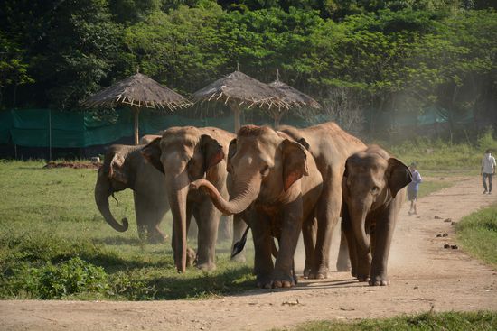 Eine aufgebrachte Elefantenherde