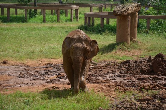 Glücklicher Dreckelefant 