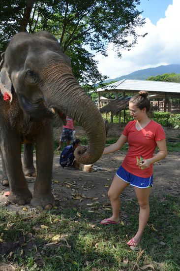Beim Elefanten füttern, nachdem wir den Truck mit Melonen entladen hatten