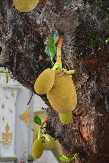 Stinkfrüchte...Getrocknet schmecken sie überhaupt nicht gut, aber frisch sind sie ganz lecker finden wir.