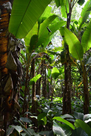 Der Bananenwald. Meiner Meinung nach das schönste Waldstück, das wir gesehen haben. (Clara)