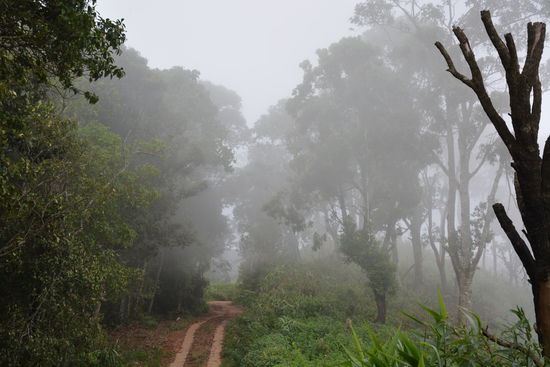 Auf dem Berg im Nebel