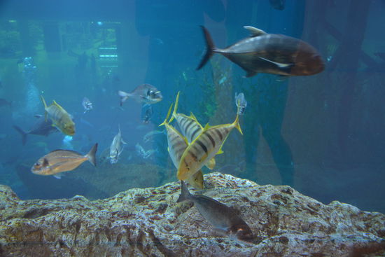 Auf der Rückseite vom Aquarium, wo man direkt ans Glas kann, ohne zu bezahlen 