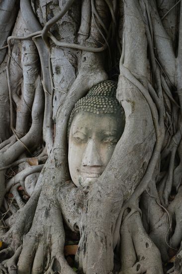 Der berühmte Buddhakopf im Baum
