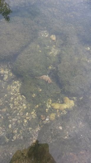 Ein Krebs in einer Süßwasserpfütze