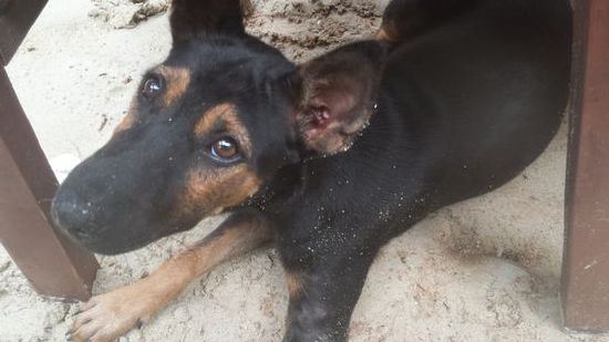 Ein kleiner Welpe vom Foodcourt