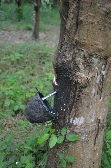 Auf der ganzen Insel gibt es Kautschuk Plantagen