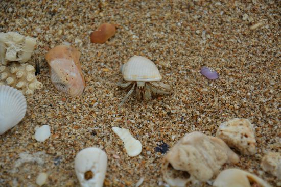 Ein Einsiedlerkrebs am Relax Beach.