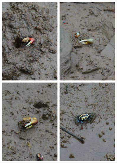 Überall im Schlamm krabelten bunte Krabben herum, die nur eine, aber dafür eine riesige, Schere hatten 