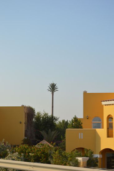 Ein als Palme getarnter Handymast