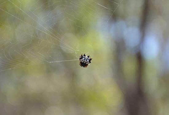 Spinne!!! Davon hingen viele quer über dem Weg...
(Laut Internet eine Christmas Spider, auch Australian Jewel Spider genannt.)