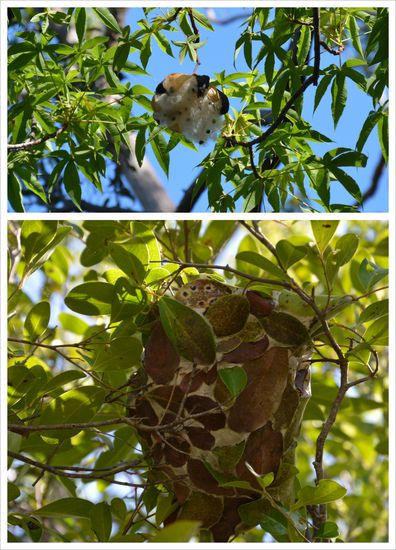 Oben: Sieht aus wie Baumwolle 
Unten: Ameisenbau aus zusammengeklebten Blättern