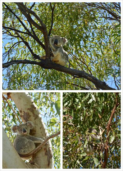 Koalas auf dem Forts Walk  