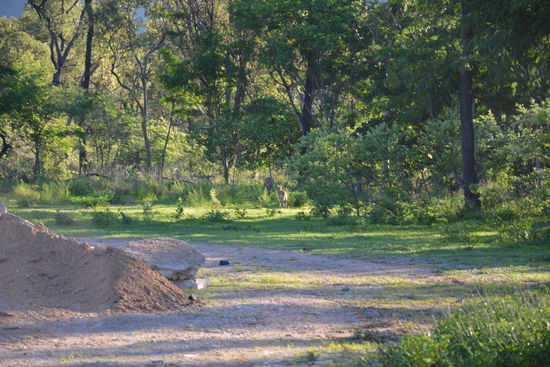 Man sieht sie kaum, aber sie sind auf dem Bild 