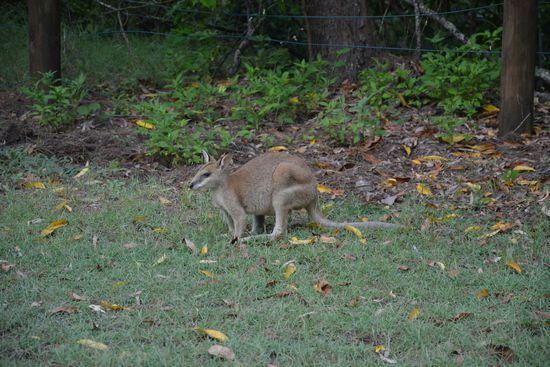 Wallaby am Cape Hillsborough