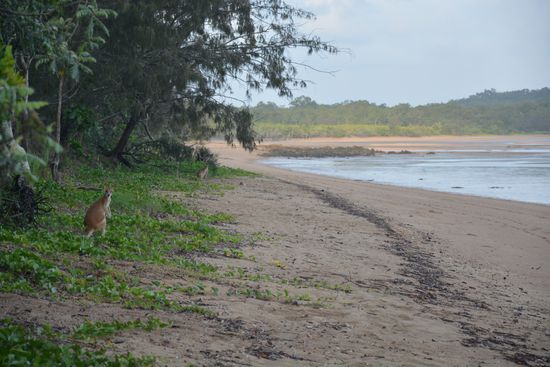 Wallabys am Strand vor dem Campingplatz 